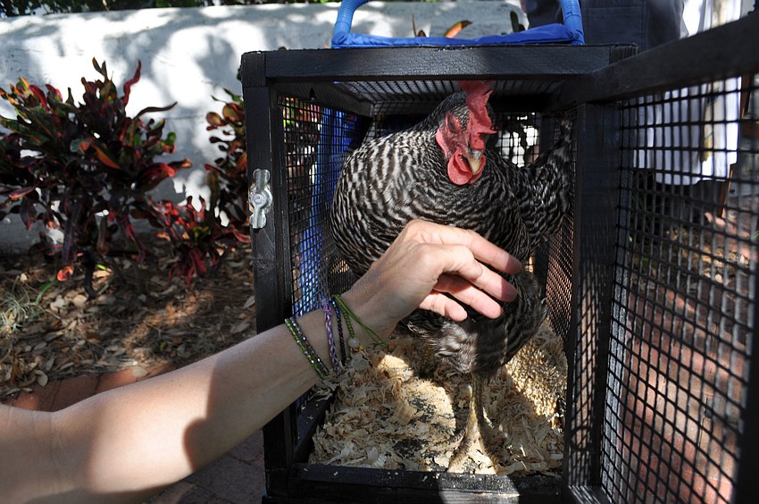 Ellie Fitzgerald brought her hen, Roxy, to be blessed.