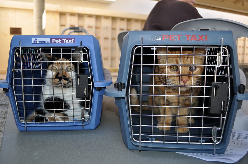 Callie, 12, and Angie, 14