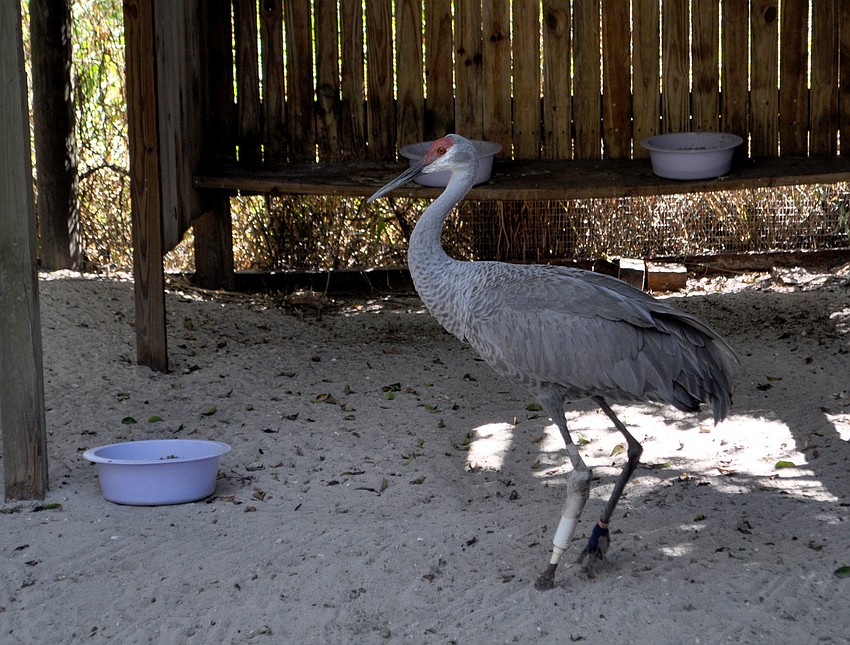 Birds with prosthetic legs have a home, when they otherwise would likely not survive.