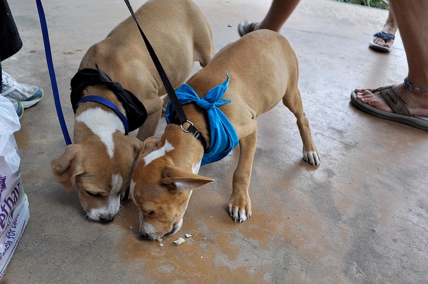 Two adoptable dogs, Speed and Hudson, share a treat.