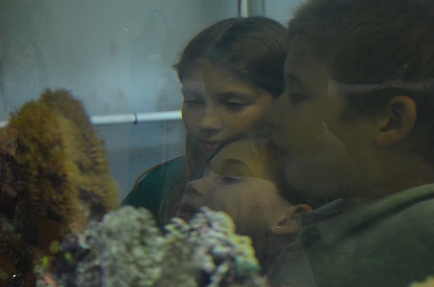 Savanna, Peyton, and Wyatt Stillwagner peer into the fish tank.