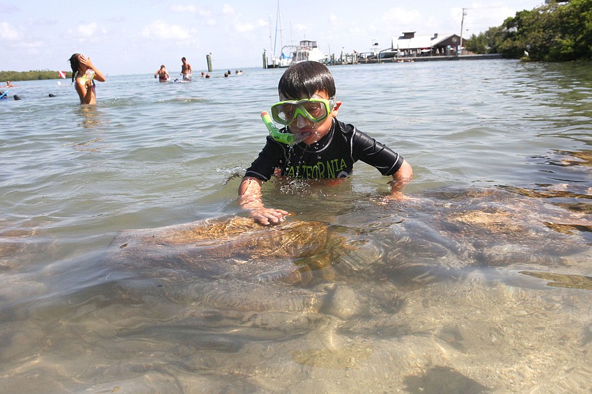 Sam Moore, 7, looked for fish hiding within rock crevices July 31 during Aqua Kids camp at Mote Marine.