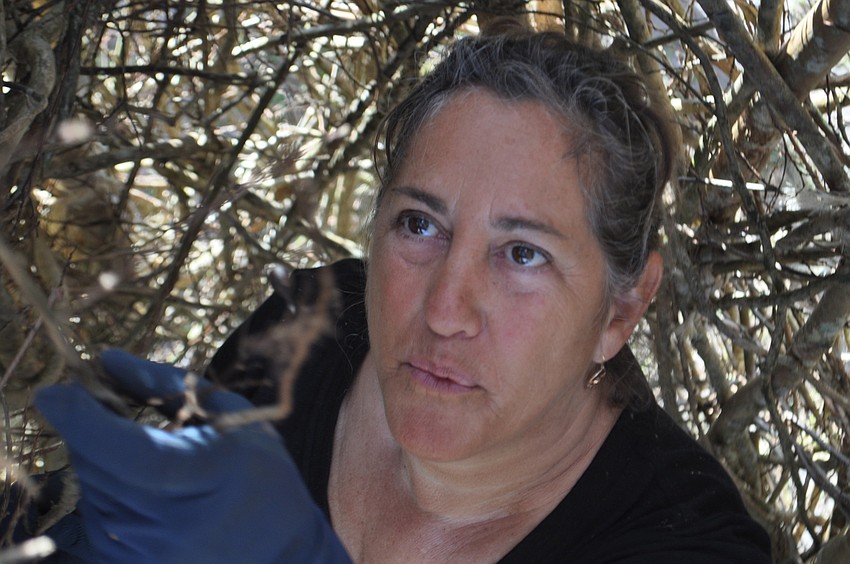 Cindy Fine has been a fan of Dougherty since she saw one of his installations in Brattleboro, Vermont where she lives for part of the year. Sheâ€™s a sustainable landscape designer that loves the idea of using natural materials to create a sculpture.