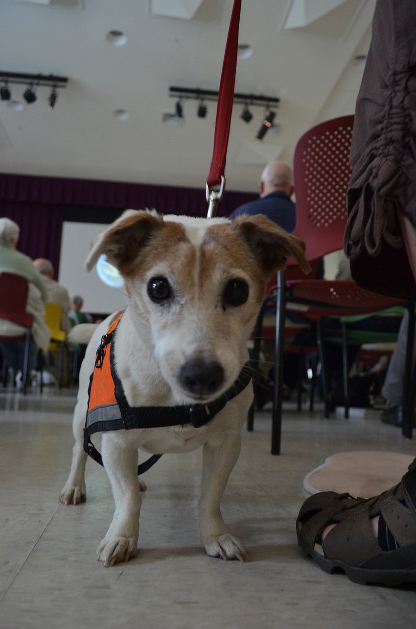 Gale Midwood brought her Jack Russell Terrier Sara.