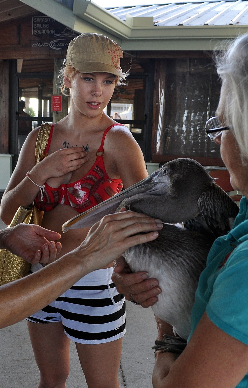 Sarah Harvey pets Sweetpea, one of the pelicans from Save Our Seabirds.