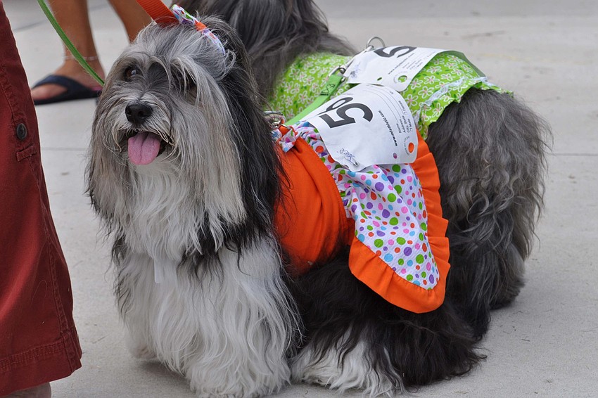 Jaci competed in the dog costume contest.
