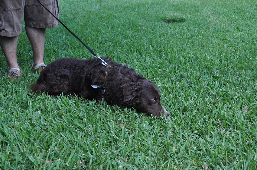 A cattle-herding dog creeps along the grass before the blessing.