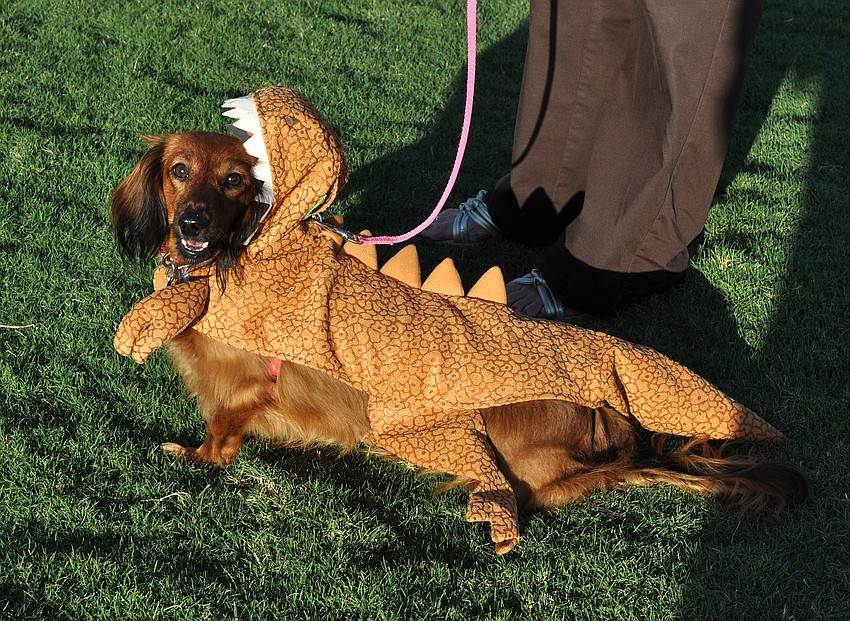 Callie, 1, was a dinosaur.