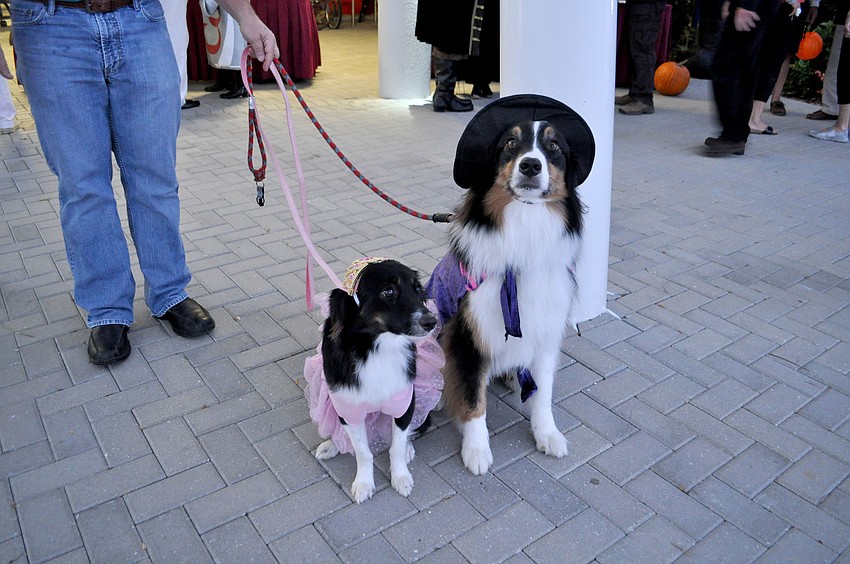 Tina and Andrew Pilzâ€™ dogs Myia and Max