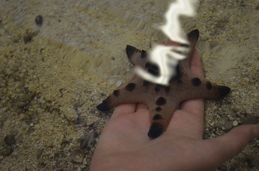 Kids held starfish.