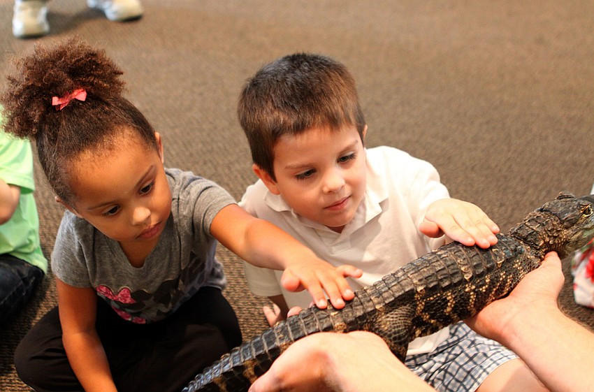 Franki Magnotti and Liam Lizotte find Tinkerbell the alligator has a far different feel than a pet cat on Jan. 12. Jeremiah Nicol, of Sarasota Jungle Gardens, visited St. Boniface preschool to show off animals to children.