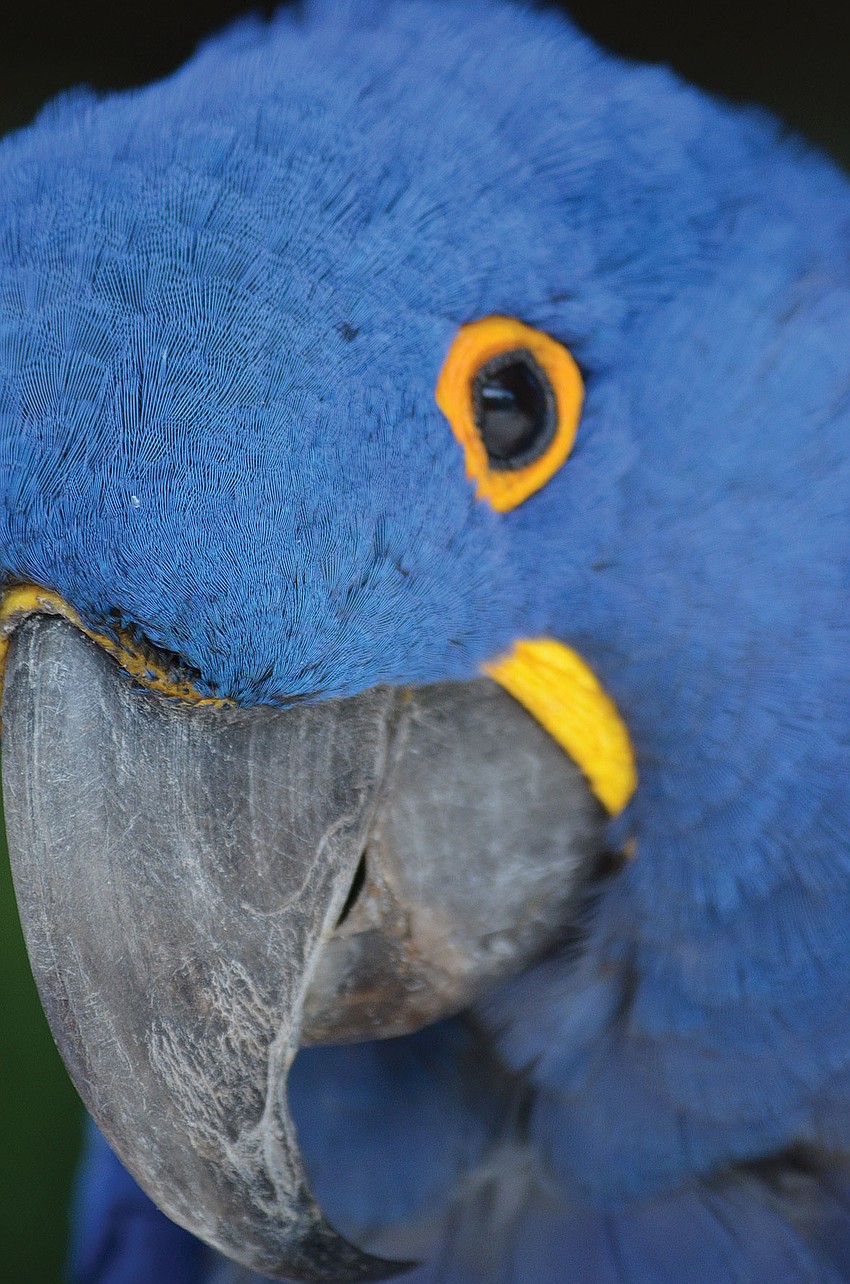 A blue macaw named Roxanne lets trainers hold her in their arms like a baby at Jungle Gardens.