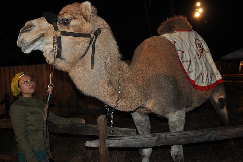 Camels, donkeys and other animals were on site for guests to pet.