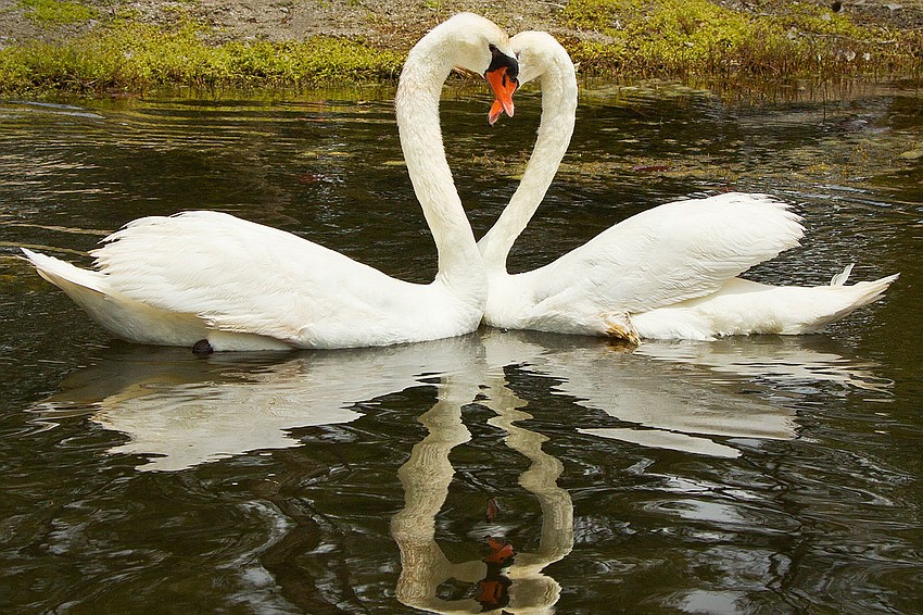Vicki the swan was reunited with her mate, Henry, at the Harbor Links pond after spending nine days at Save our Seabirds in April for medical treatment.