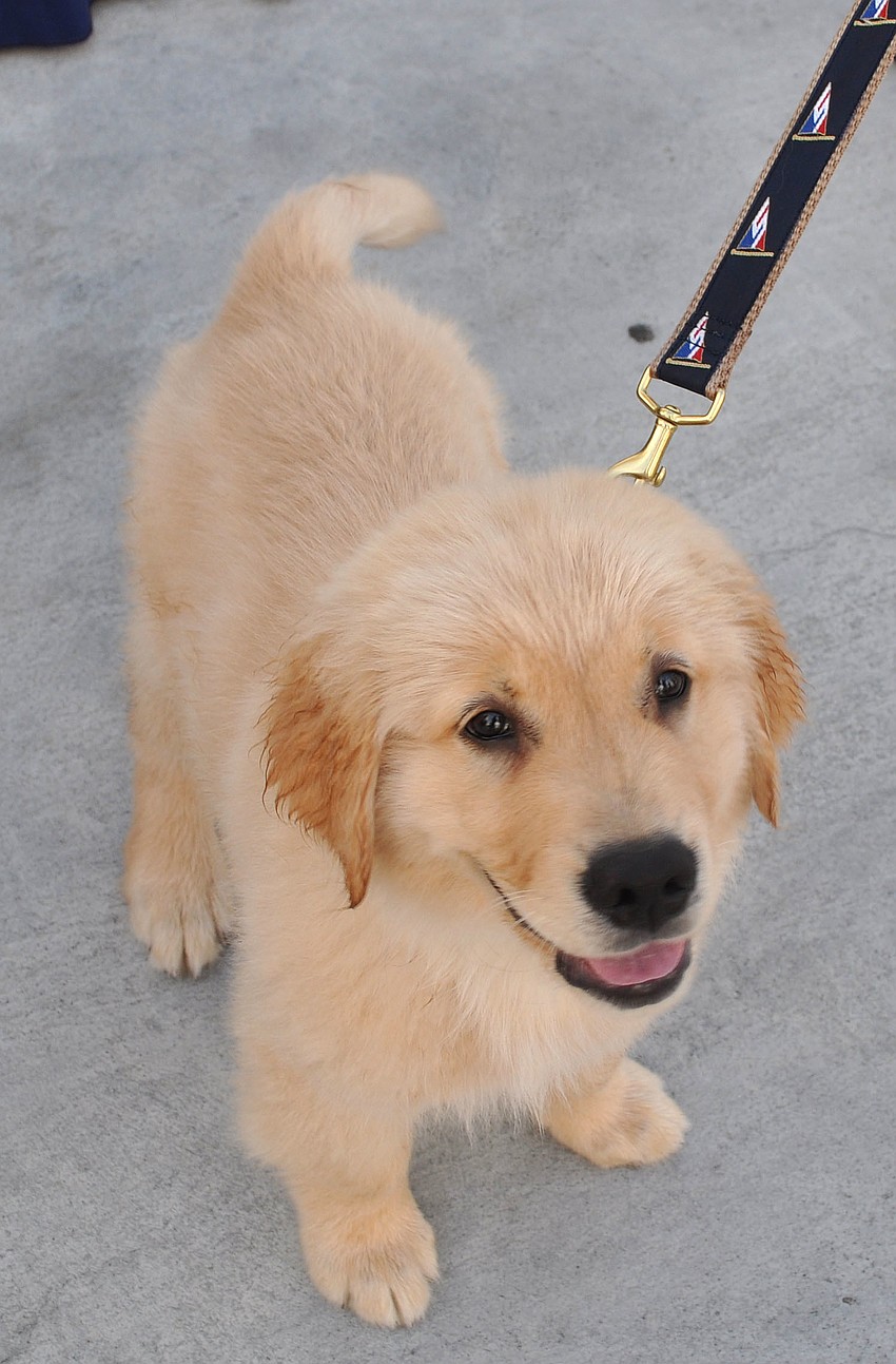 Harley, 3-months-old, had fun out on the docks Saturday, Sept. 22 at Sarasota Yacht Clubâ€™s Slipholders Thank You Dock Party.