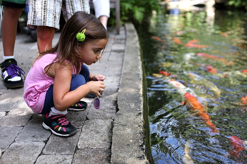 Cecelia Ograwal, 2 Â½, has fun watching the Koi fish.