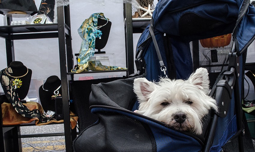 Molly is a 10-year-old rescue dog who attended the Craft Festival with her owner Joy Mohnet.