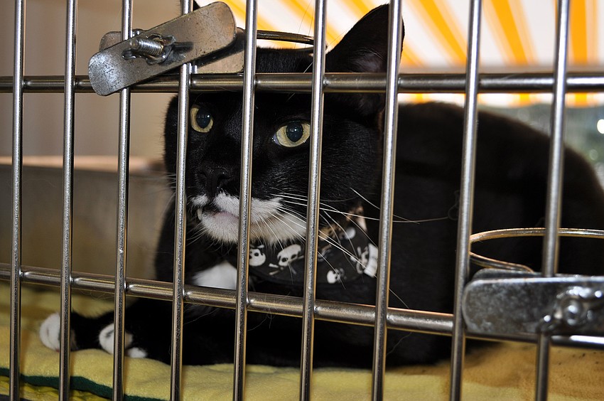 Herbie, 7 Â½, wore a skull and bones bandana Wednesday, Oct. 31. Herbie is up for adoption at the Humane Society of Sarasota County.
