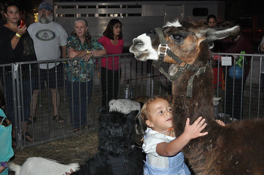 Lyric Giacomel hugged a llama.