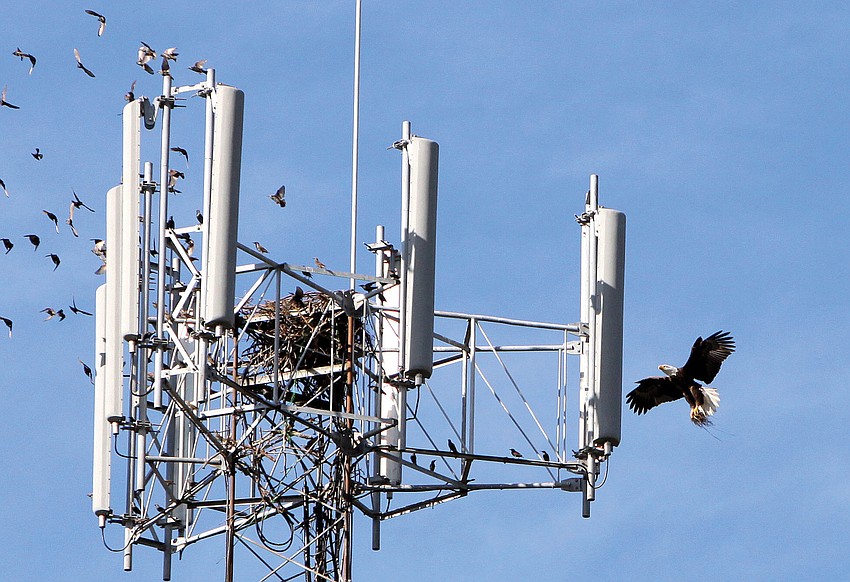 One of the bald eagles carried nesting materials in its talons.