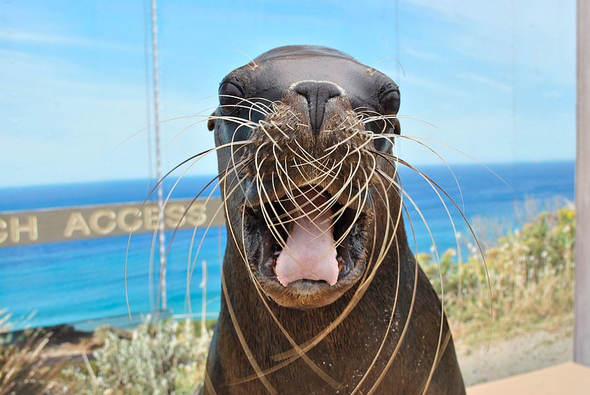 Sea lion Stella posed for a photo-op in preparation for her debut Dec. 1 at Mote's 
