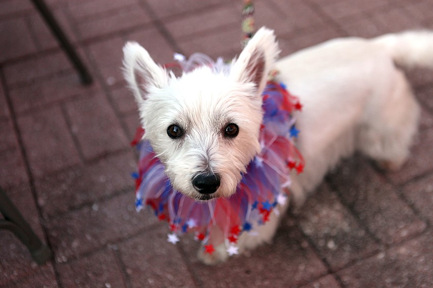 Chloe, 5, wore a festive collar to the pet blessing at Our Lady of Mount Carmel in Osprey.