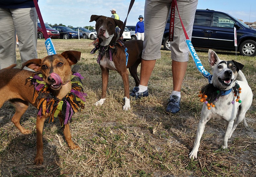 Peanut, 8 mos., Meghan, 2 Â½, and Sky, 2 Â½, are all dogs up for adoption at the Humane Society of Sarasota County.