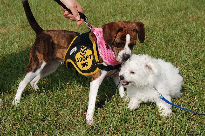 Dogs Sophia and Winnie from the Lakewood Ranch Humane Society and Chloe from a rescue program playfully interact.