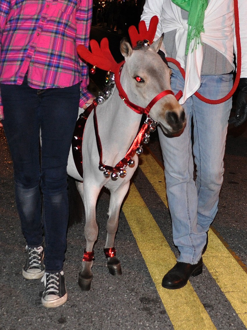Bucky, a miniature horse, was dressed up as a reindeer and walked with the Coldwell Banker group in the parade.