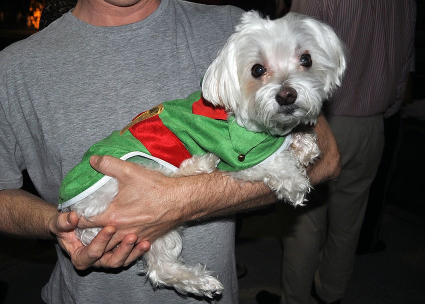Chip, 9, was dressed in a festive costume at the tree lighting ceremony on St. Armands.