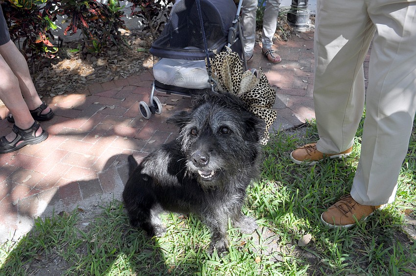 Arthur Roweâ€™s dog, Gypsy, waits to be blessed.
