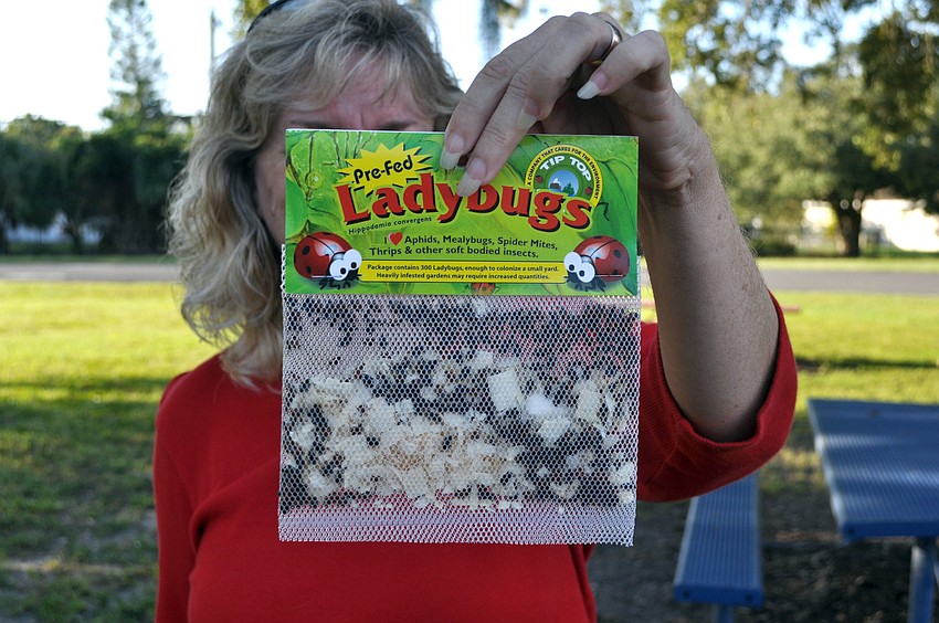 Live lady bug packets were handed out to all of the Gulf Gate Elementary teachers to release during a â€œladybug Drillâ€ Thursday, Oct. 4, at Gulf Gate Elementary.