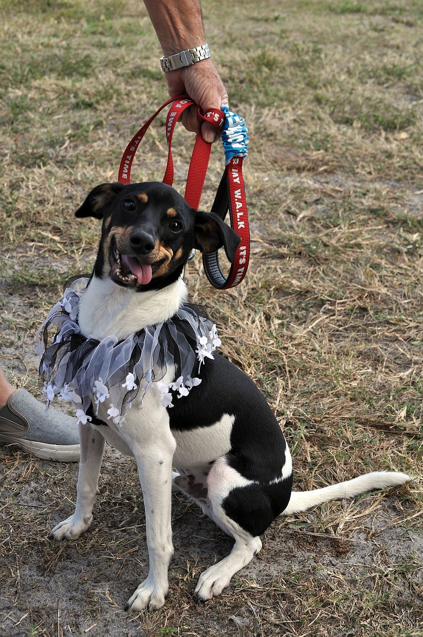 Coconut, 2, wore a fun and spooky collar Wednesday, October 31, during the Phillippi Farmhouse Market Howl-O-Ween. Coconut is up for adoption at the Humane Society of Sarasota County.