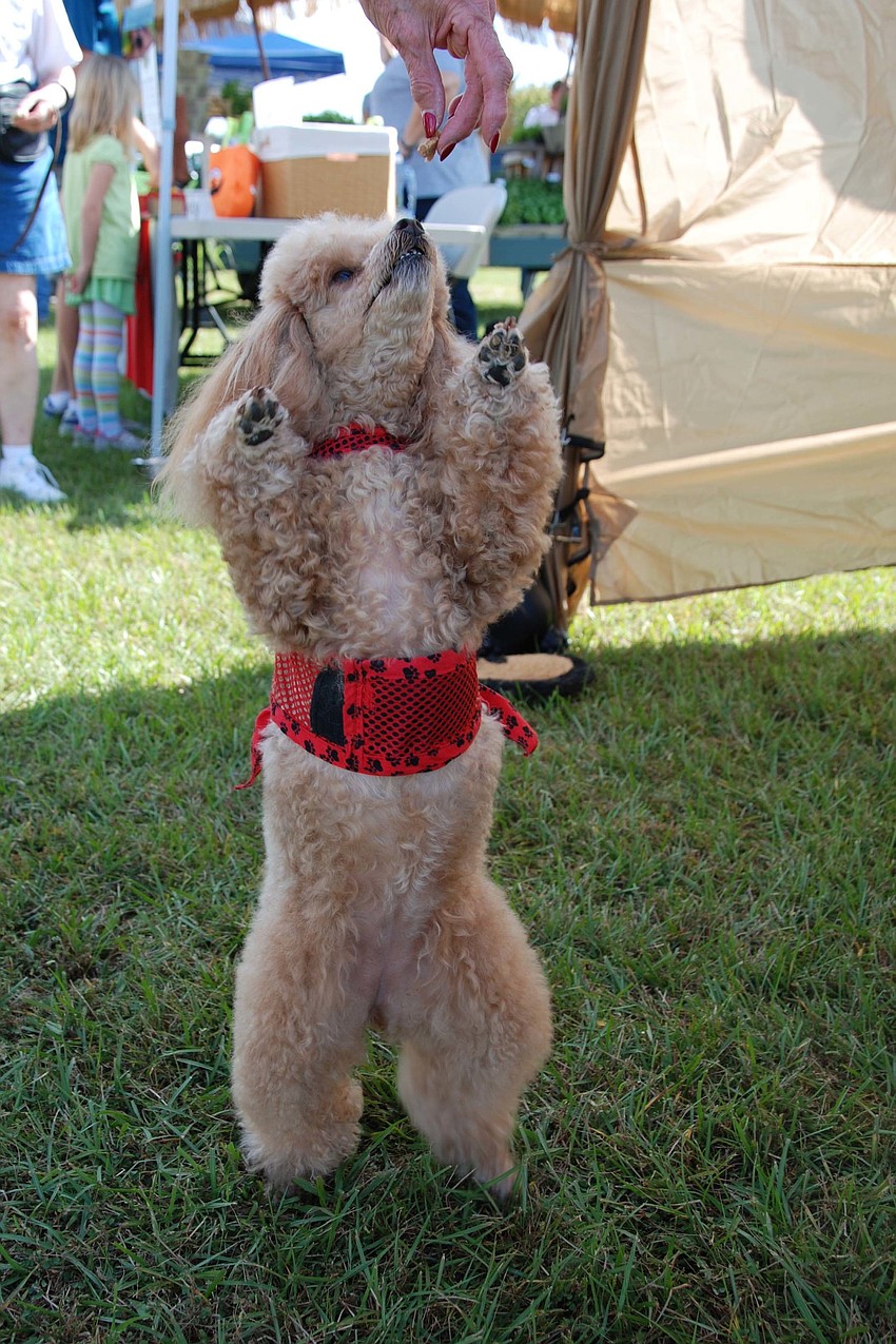 Therapy dog Angel, 3, dances for a treat.