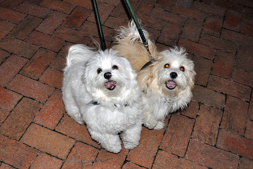 Remy, 2, and Louie, 4 mos.