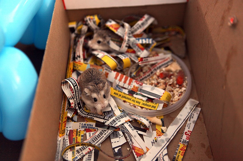 Two dwarf hamsters won for most unique animals at the pet blessing at Our Lady of Mount Carmel in Osprey.