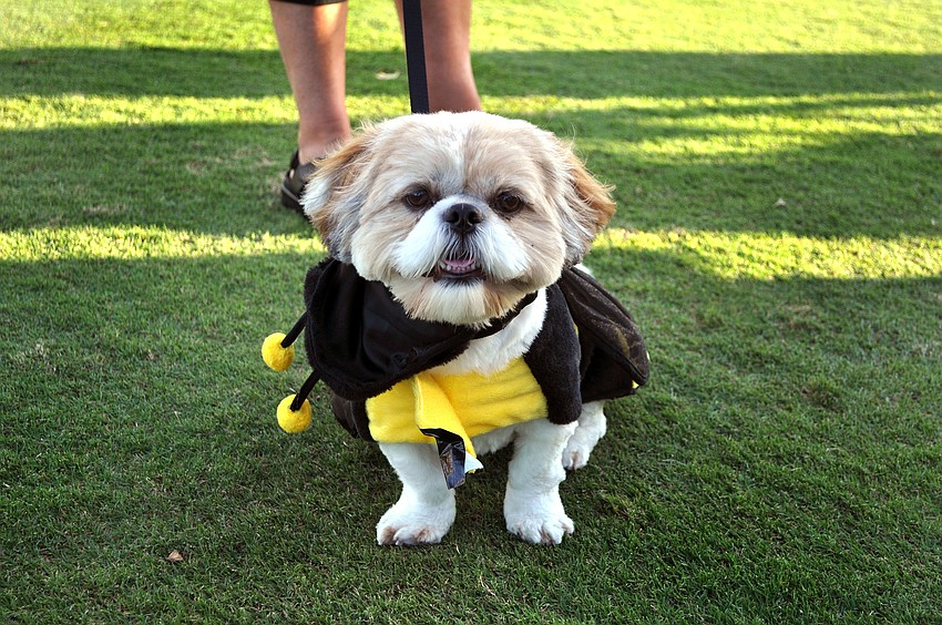 Gabi, 18 mos., was a bumblebee.