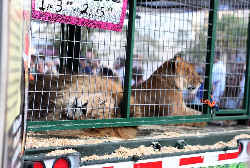 Big Cat Habitat brought out two white tigers, a lion and liger for festival-goers to see and feed.