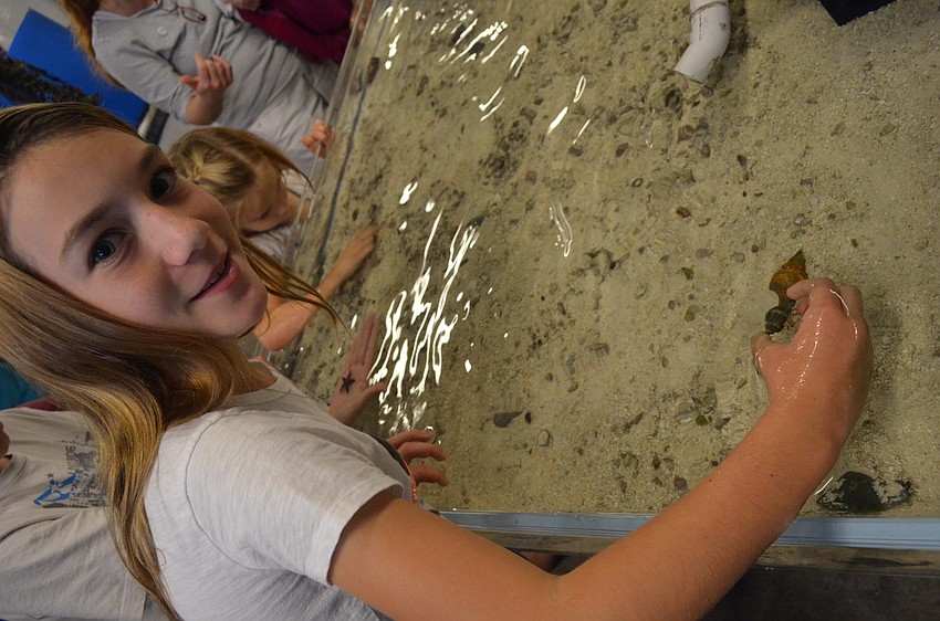 Maddie Mocherman looks at the critters in the tank.