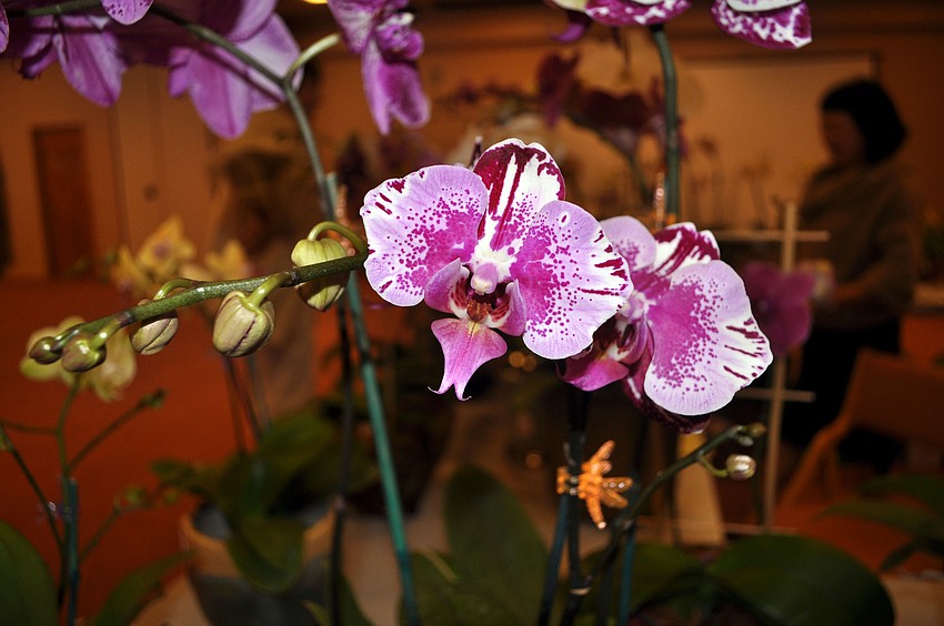 One of the many beautiful orchids that was for sale Sunday, Dec. 2, at Temple Beth Israel.