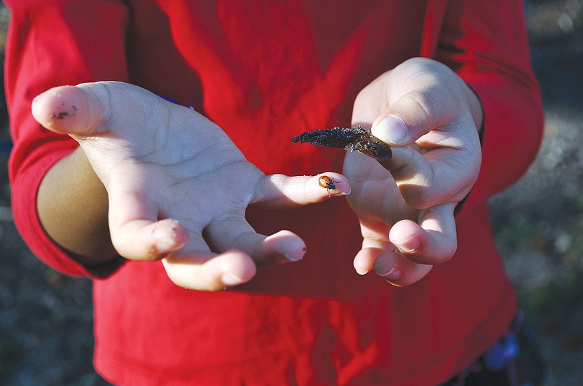 Hilary Bruno, 5, shows off one the ladybugs she caught during Gulf Gate Elementary Read for the Record Day and ladybug release.