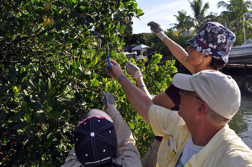 Pilar Guillen, Larry Stults and Jennifer Moore work together to get a large amount of fishing line out of a tree down a bayou on Siesta Key Saturday, Sept. 29 during the third annual Sarasota Bay Watch monofilament clean up.
