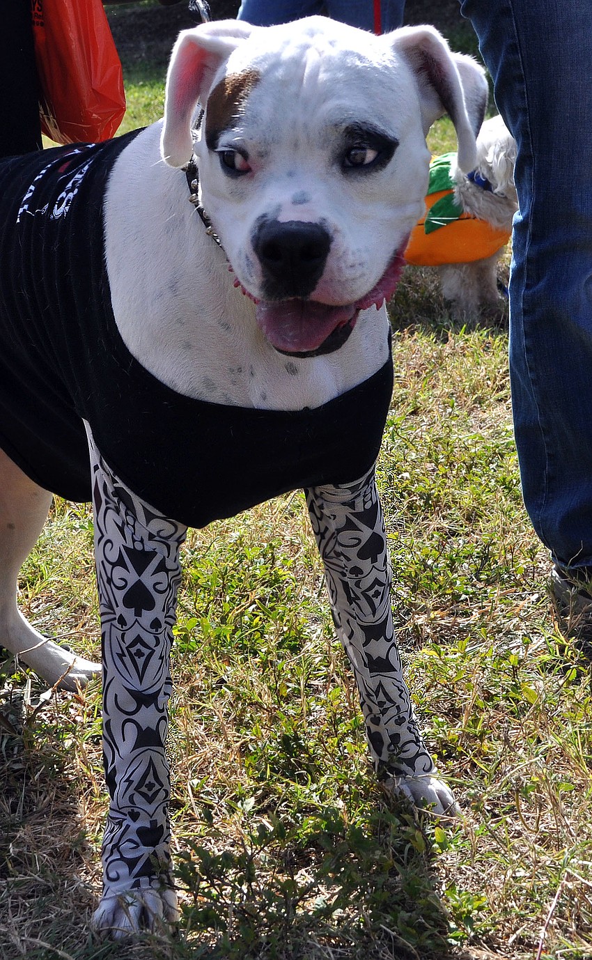 Cabo dressed up as a biker dog and won Scariest Dog.