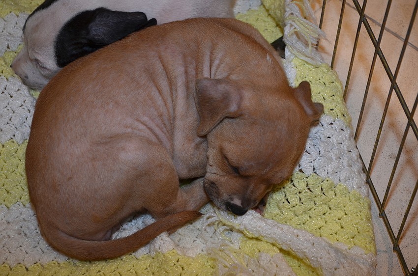 ARC Puppy up for adoption