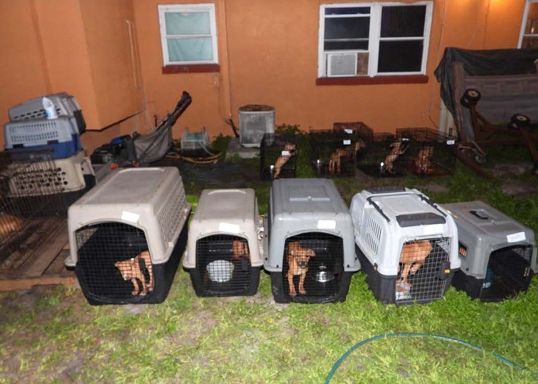 A total of 42 dogs, including 18 puppies, were rescued from a Daytona Beach dogfighting ring in February 2021. Photo courtesy of the Daytona Beach Police Department