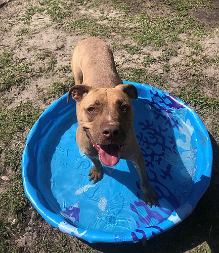 Mack is having a splash of a time waiting for his forever family. Courtesy photo