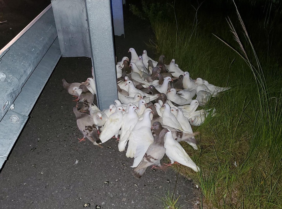 The county states 73 pigeons have been recovered. Courtesy photo