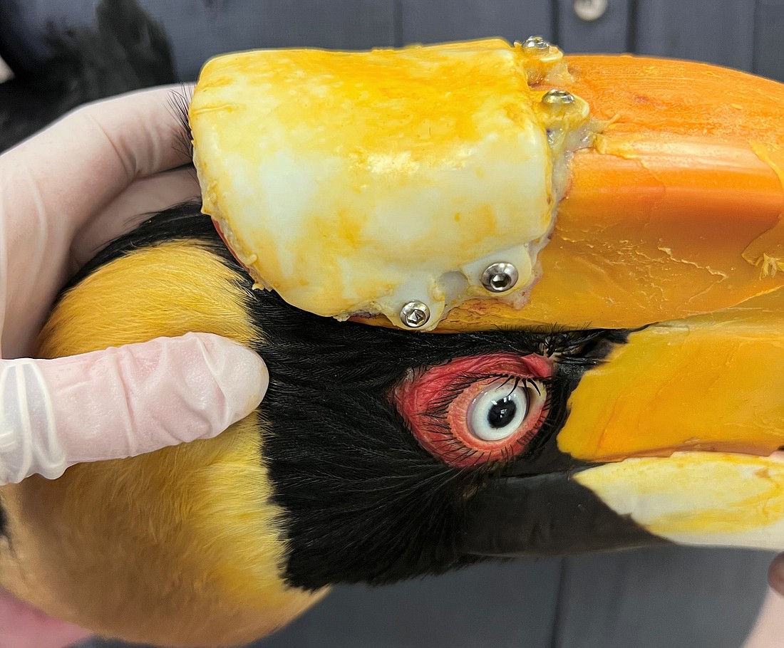 Courtesy. Crescent, a great Indian hornbill who lives at ZooTampa at Lowry Park, received a 3D-printed casque that has helped her beat cancer.