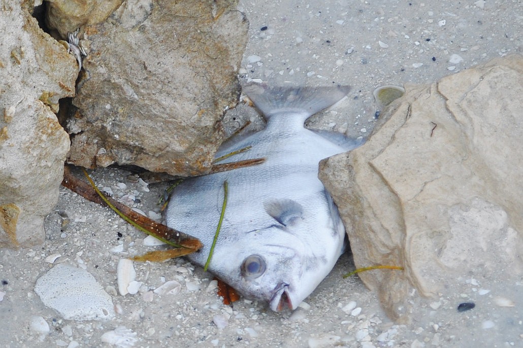 Fish washed continuously ashore Siesta Key beaches for a week starting Jan. 17.