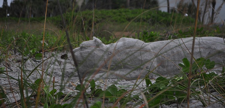 Eric Widitz sculpted a sand panther.